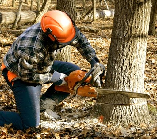 Tree Removal in Fittstown, OK
